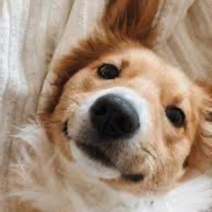 Meet your Posher, Ben